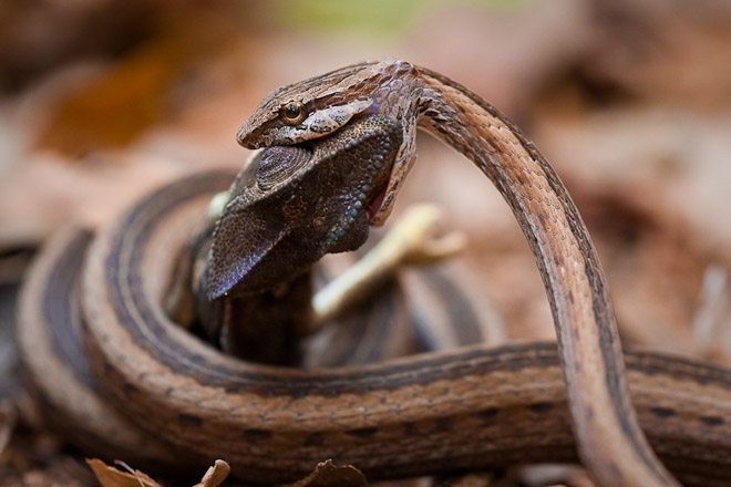 Websters Wildshots-Snake eats chameleon